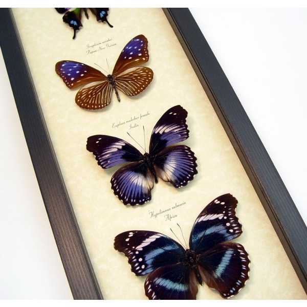 Purple Butterfly Collection Real Framed Butterflies