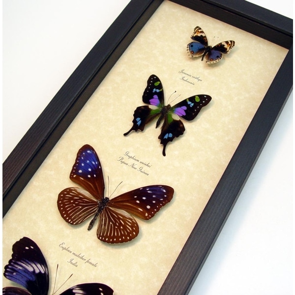 Purple Butterfly Collection Real Framed Butterflies