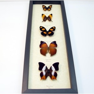 Purple Orange Butterfly Collection Real Framed Butterflies
