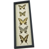 Tiger Swallowtail Butterfly Collection Real Framed Butterflies