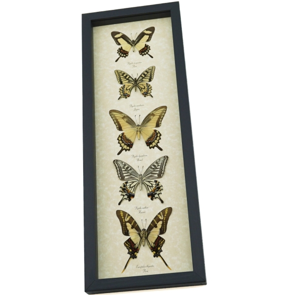 Tiger Swallowtail Butterfly Collection Real Framed Butterflies