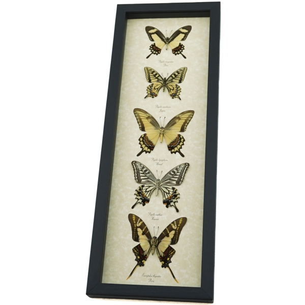 Tiger Swallowtail Butterfly Collection Real Framed Butterflies