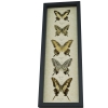 Tiger Swallowtail Butterfly Collection Real Framed Butterflies