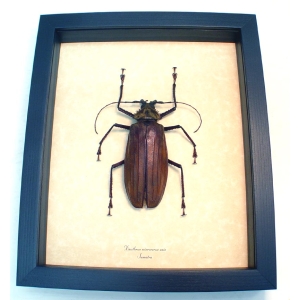 Xixuthrus microcerus axis 99mm Giant Longhorn Beetle Framed Taxidermy