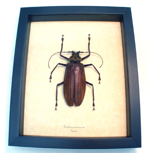 Xixuthrus microcerus axis 99mm Giant Longhorn Beetle Framed Taxidermy