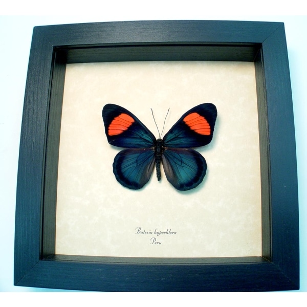 Batesia hypochlora Pink Blue Butterfly Framed Taxidermy Display