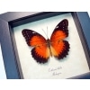 Cethosia biblis Red Lacewing Butterfly Framed Taxidermy Display