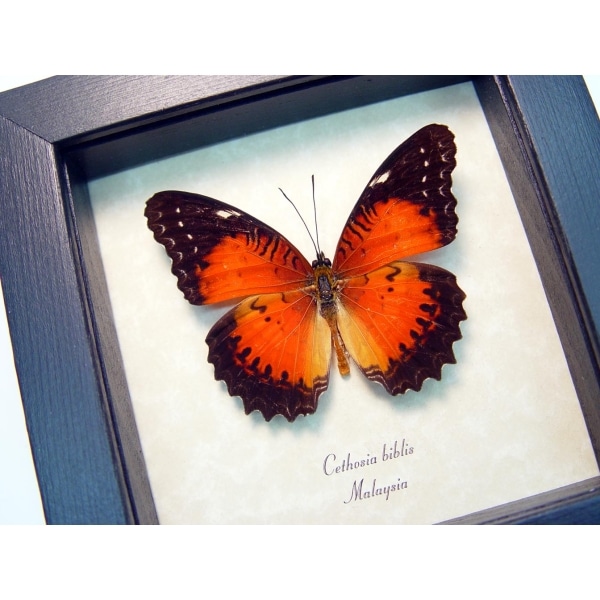 Cethosia biblis Red Lacewing Butterfly Framed Taxidermy Display