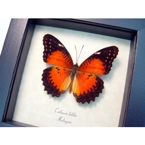 Cethosia biblis Red Lacewing Butterfly Framed Taxidermy Display
