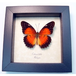 Cethosia biblis Red Lacewing Butterfly Framed Taxidermy Display