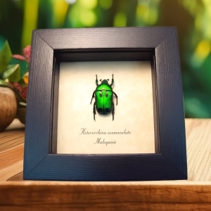Green Domino flower Beetle Heterorrhina sexmaculata Framed Taxidermy Display