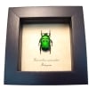 Green Domino flower Beetle Heterorrhina sexmaculata Framed Taxidermy Display
