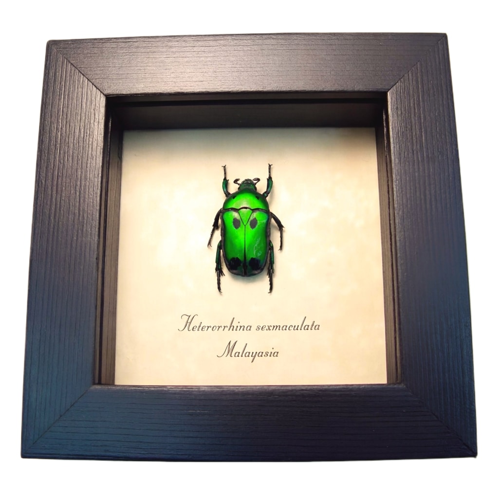 Green Domino flower Beetle Heterorrhina sexmaculata Framed Taxidermy Display