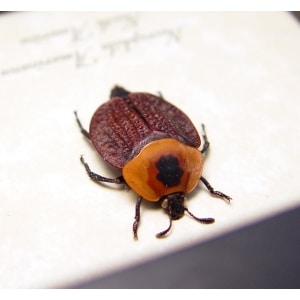 Necrophila americana American Carrion Beetle Flesh Eating Insect Framed Taxidermy Display