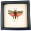 Framed Pink Madagascar Grasshopper Phymateus saxosus Rainbow Milkweed Locust