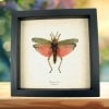 Phymateus saxosus Rainbow Milkweed Locust Pink Madagascar Grasshopper Framed Taxidermy Display
