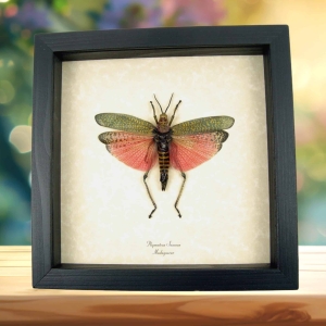Phymateus saxosus Rainbow Milkweed Locust Pink Madagascar Grasshopper Framed Taxidermy Display