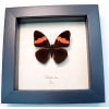 Adelpha lara Pink Banded Sister Butterfly Framed Taxidermy Display