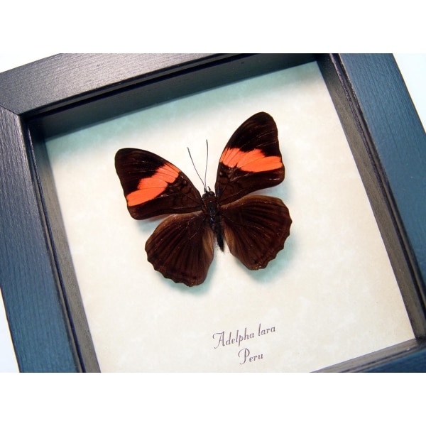 Adelpha lara Pink Banded Sister Butterfly Framed Taxidermy Display