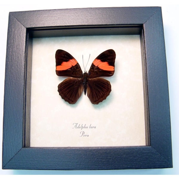 Adelpha lara Pink Banded Sister Butterfly Framed Taxidermy Display