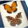 Anaea archidona Pair Butterflies Dead Leaf Mimic Framed Taxidermy Display