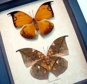 Anaea archidona Pair Butterflies Dead Leaf Mimic Framed Taxidermy Display