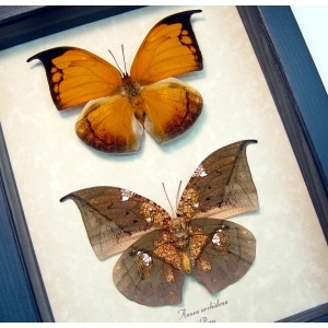 Anaea archidona Pair Butterflies Dead Leaf Mimic Framed Taxidermy Display