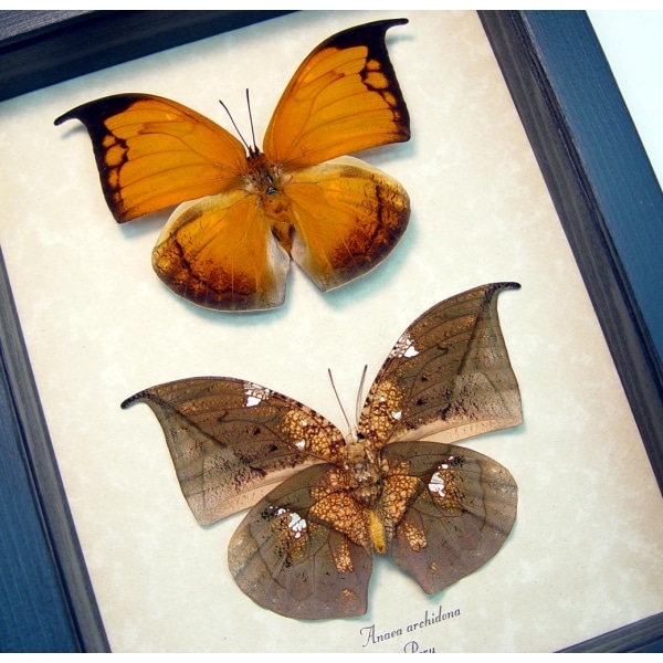 Anaea archidona Pair Butterflies Dead Leaf Mimic Framed Taxidermy Display