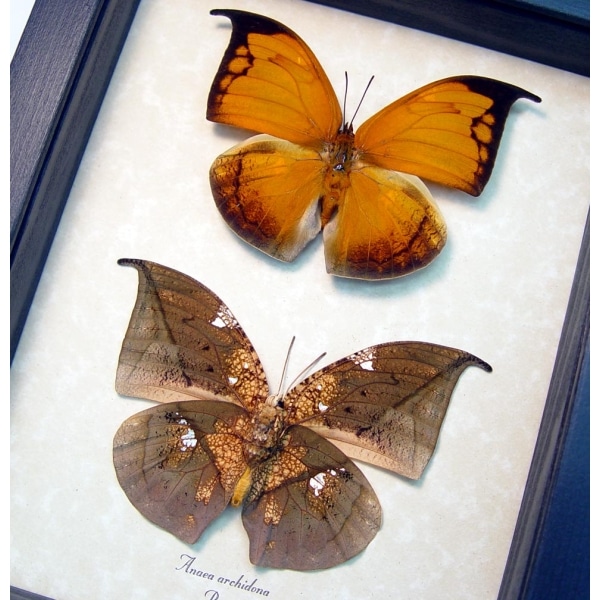 Anaea archidona Pair Butterflies Dead Leaf Mimic Framed Taxidermy Display