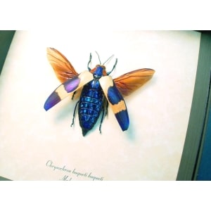 Chrysochroa buquetii buquetii Flying Jewel Beetle Rare Form Framed Taxidermy Display