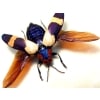 Chrysochroa buquetii buquetii Flying Beetle Rare Form
