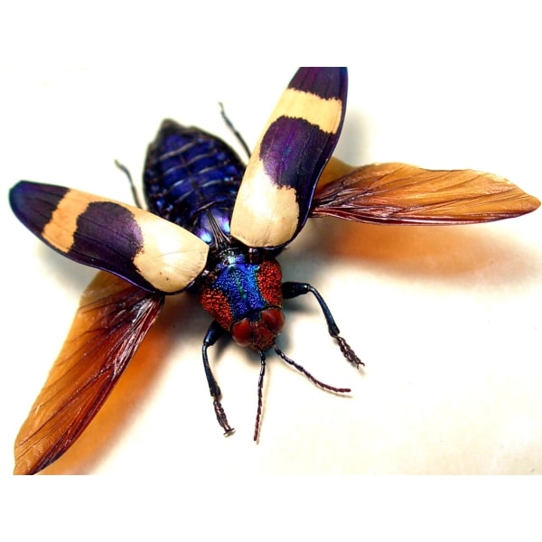 Chrysochroa buquetii buquetii Flying Beetle Rare Form