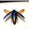 Chrysochroa fulminans Violet Rainbow Beetle Framed Taxidermy Display