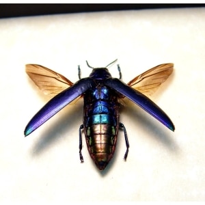 Chrysochroa fulminans Violet Rainbow Beetle Framed Taxidermy Display