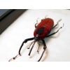 Cyrtotrachelus bipartitus Red Bamboo Weevil Beetle Framed Taxidermy Display