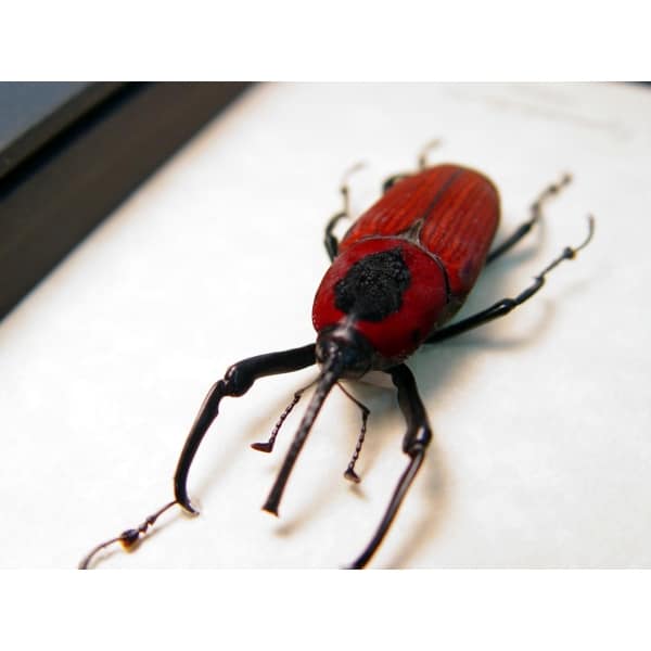 Cyrtotrachelus bipartitus Red Bamboo Weevil Beetle Framed Taxidermy Display