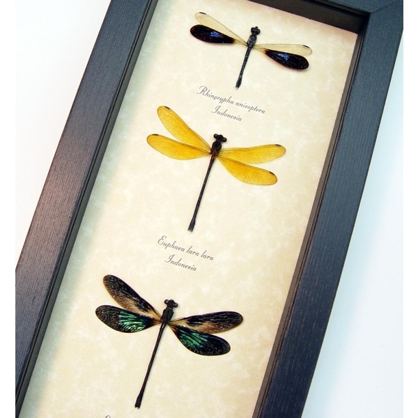 Damselfly Collection Green Blue Gold Damselflies Framed Taxidermy Display
