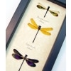 Damselfly Collection Rainbow Gold Pink Damselflies Framed Taxidermy Display