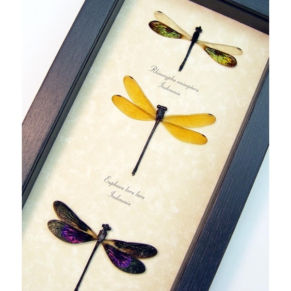 Damselfly Collection Rainbow Gold Pink Damselflies Framed Taxidermy Display