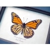 Danaus plexippus Verso Framed North American Monarch Butterfly