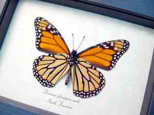 Danaus plexippus Verso Framed North American Monarch Butterfly
