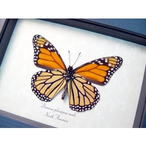 Danaus plexippus Verso Framed North American Monarch Butterfly