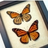 Monarch Collection Framed North American Butterflies Danaus Plexippus Taxidermy Display