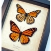 Monarch Collection Framed North American Butterflies Danaus Plexippus Taxidermy Display