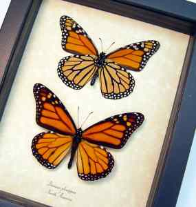 Monarch Collection Framed North American Butterflies Danaus Plexippus Taxidermy Display