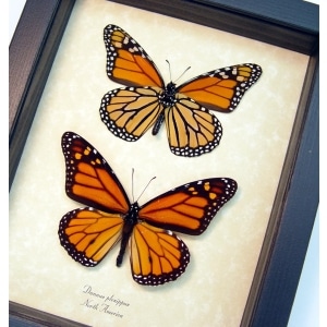 Monarch Collection Framed North American Butterflies Danaus Plexippus Taxidermy Display