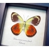 Delias caeneus caeneus Female Rare Framed Butterfly Taxidermy Display