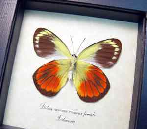Delias caeneus caeneus Female Rare Framed Butterfly Taxidermy Display