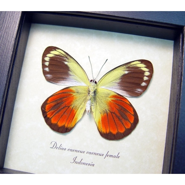 Delias caeneus caeneus Female Rare Framed Butterfly Taxidermy Display