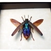Framed Rainbow Jewel Beetle Demochroa detanii Taxidermy Display